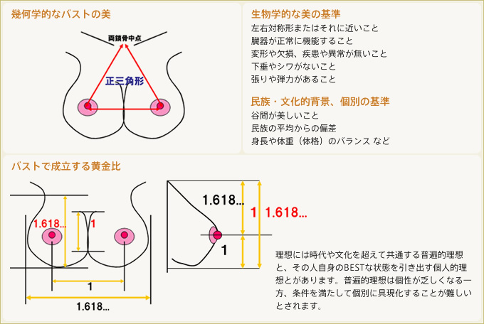 幾何学的なバストの美 生物学的な美の基準 バストで成立する黄金比